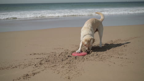 labrador juguetón cavando un disco volador de la arena y llevándolo al dueño