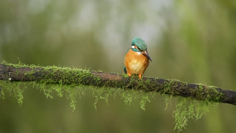 Primer-Plano-De-Un-Pájaro-Martín-Pescador-Sentado-En-Una-Rama-De-árbol-Cubierta-De-Musgo