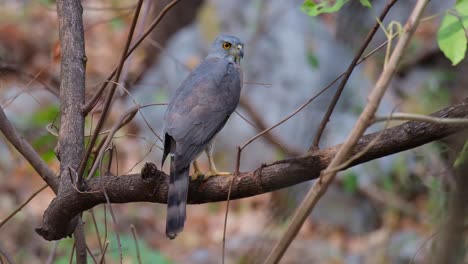 seen from its back while the camera zooms out as it is facing right, crested goshawk accipiter trivirgatus, thailand