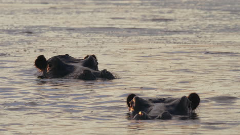 Nilpferde,-Die-Während-Des-Sonnenuntergangs-In-Bostwana-Im-Kalten-See-Schwimmen---Nahaufnahme