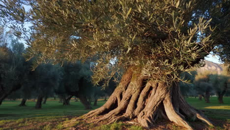 ancient olive tree in a grove