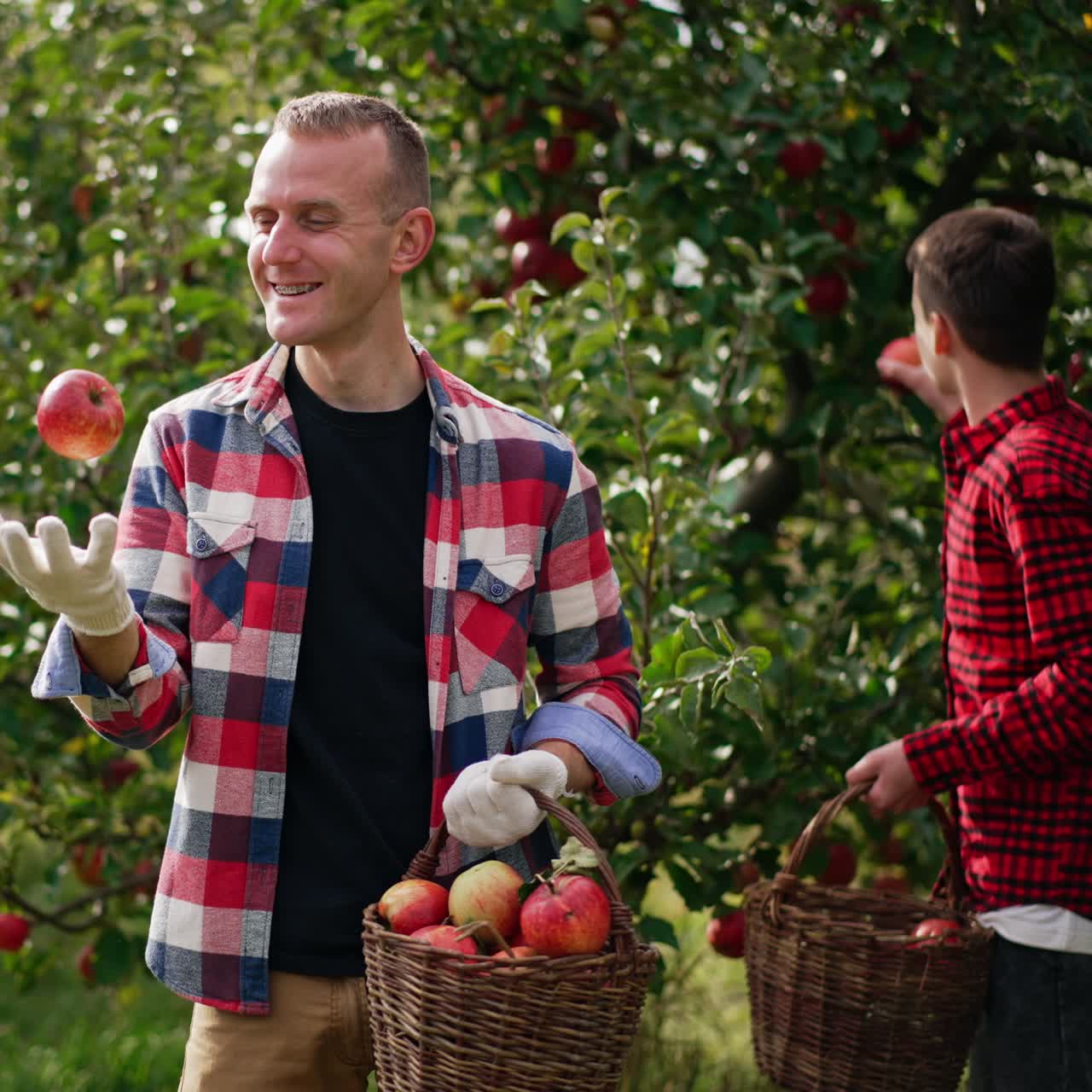 Male farmer in chequered shirt has fun picking apples. Man plays with an apple tossing it into air. Teenage boy at backdrop collects fruit into basket