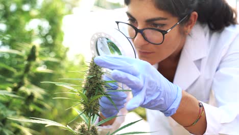 female scientist examining cannabis plants with magnifier