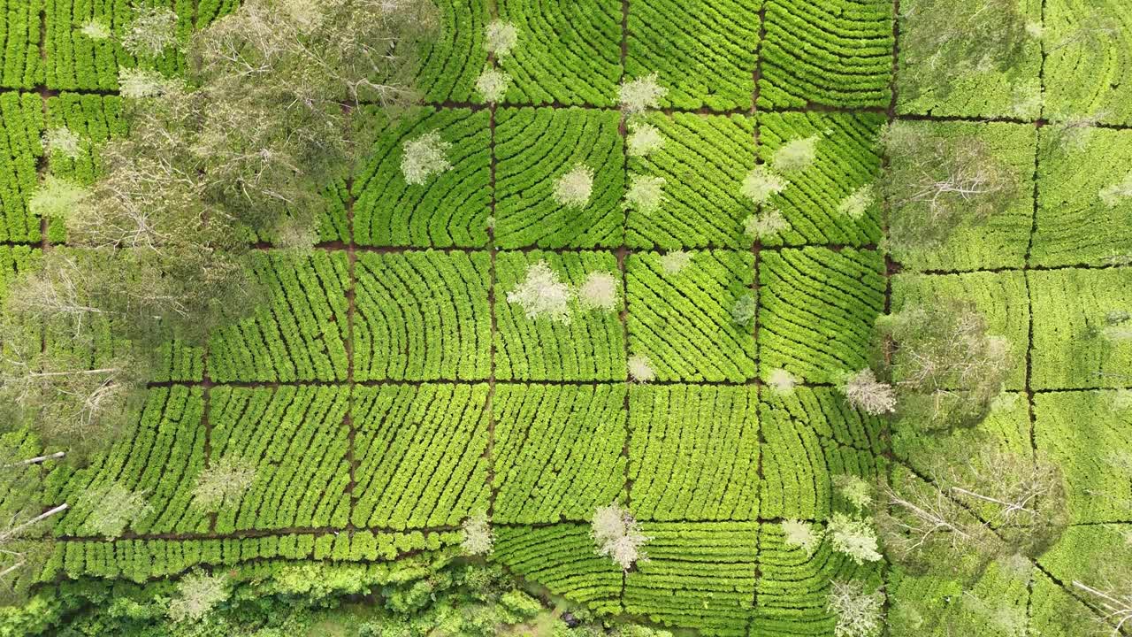 Aerial drone footage of lush green tea plantations with neatly arranged rows. Top-down view highlights the natural patterns and vibrant textures of the tea fields. Bedakah Tea Plantation, Indonesia