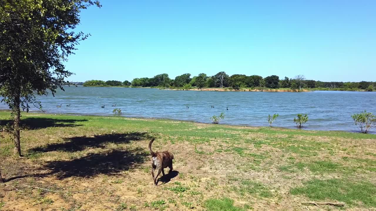 오리 몇 마리와 함께 수영하러 호수로 달려가는 플롯 하운드의 슬로우 모션 샷