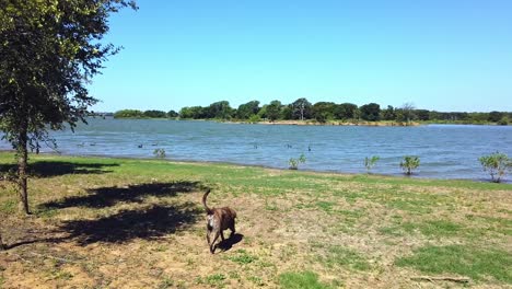 slow motion shot of a plott hound trotting to the lake to go swimming with some ducks