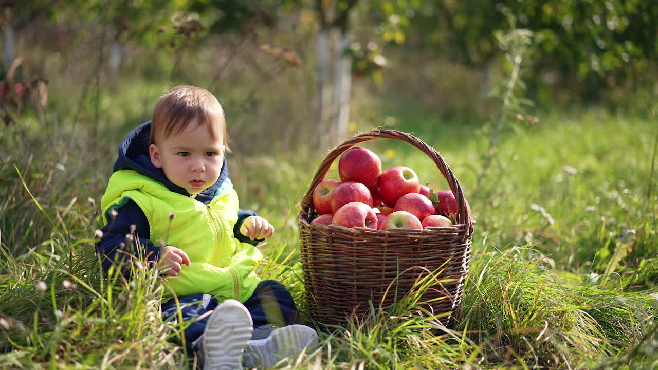 Cute baby boy sits in high grass calmly with a basket of red apples beside. Toddler looks at fruit and touches them cautiously. Blurred nature backdrop on sunny day.