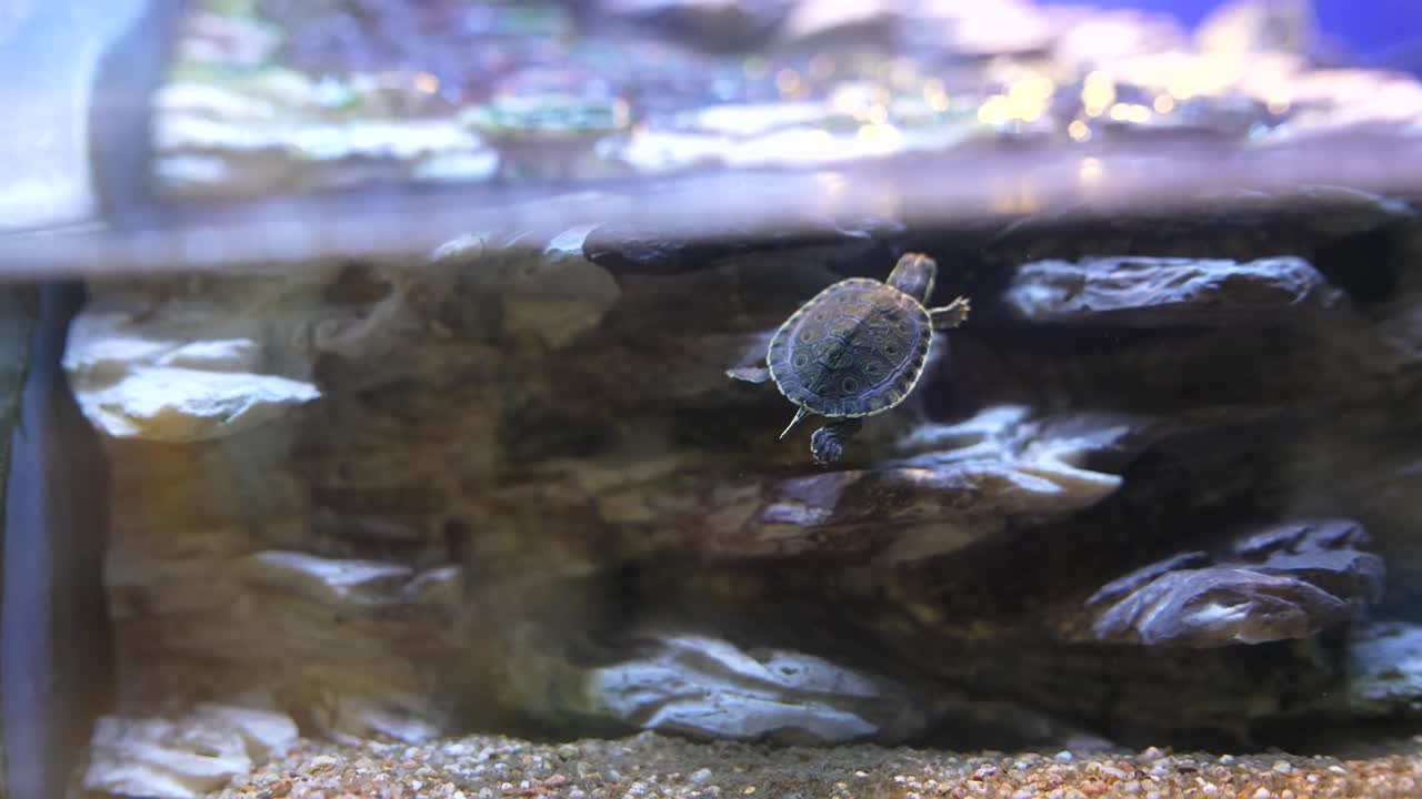 Small Turtle in Aquarium