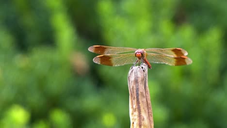 a flame skimmer dragonfly lands on dried flower petal before flying away - close up, isolated