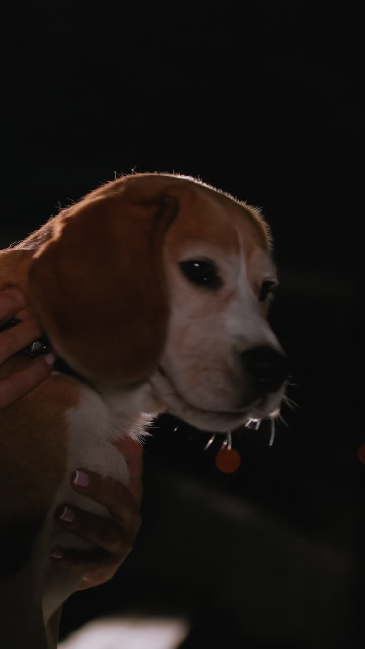 primo piano di un beagle tenuto in braccio di notte, una luce soffusa sul bordo delinea il pelo bianco e marrone chiaro, le mani del proprietario sostengono il torace, visibili la targhetta del collare e il ciondolo, lingua ansimante e occhi luminosi, legame affettuoso e intimo