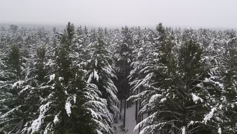 Tiro-De-Dron-De-Pinos-Altos-Cubiertos-De-Nieve-En-Un-Bosque-De-Pinos-Durante-Una-Ventisca-En-El-Norte-Rural-De-Ontario,-Canadá-En-Un-Día-Muy-Frío