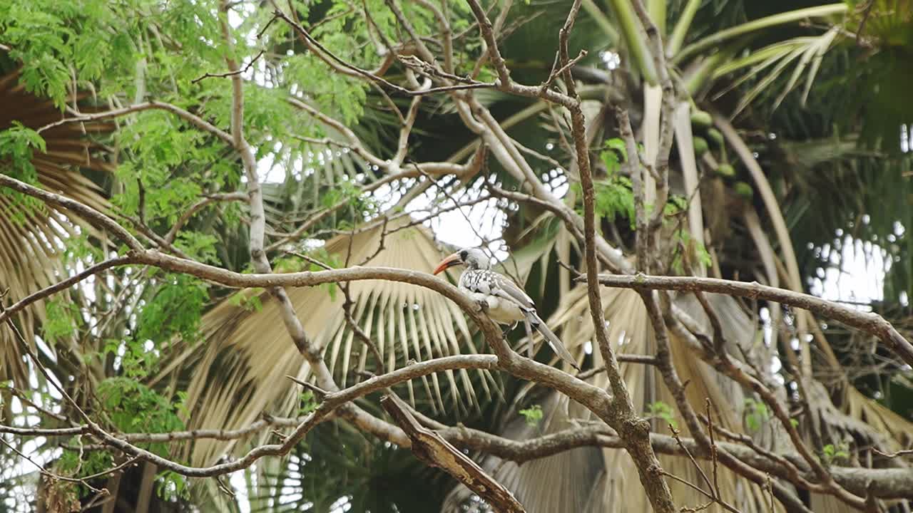 west african red billed hornbill en un árbol, descansando en cámara lenta video 4k