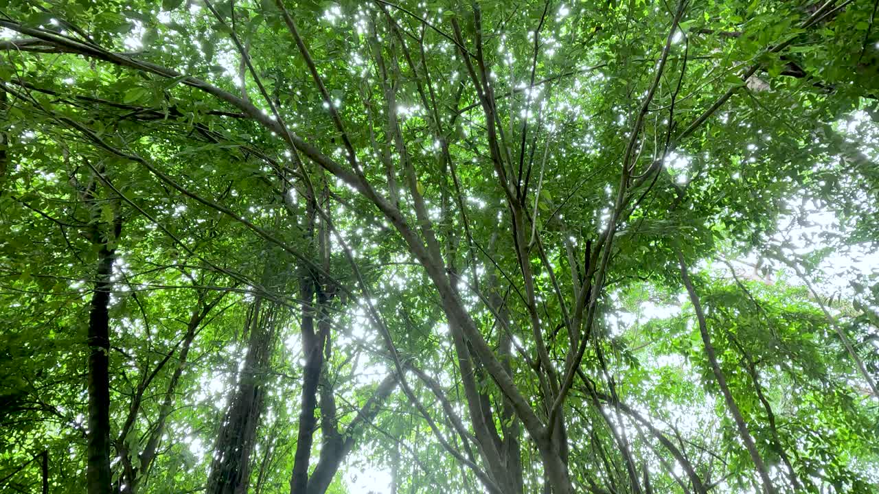 Lush green trees under a bright sky