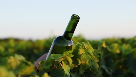 bottle turning among grapevines in bordeaux vineyard