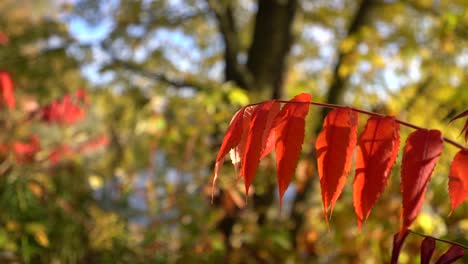 Cerca-De-Mano-De-Hojas-De-Zumaque-Naranja-Rojo-Otoño-En-La-Rama-Durante-El-Otoño