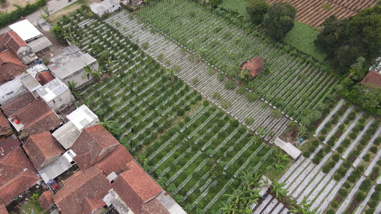 커피 농장 필드와 coutry 도로의 조감도