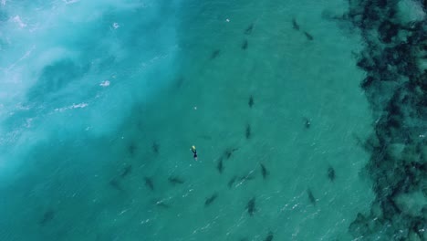 aerial view of sharks circling around a person snorkeling, in turquoise sea water