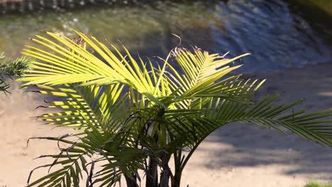 un árbol de palma balanceándose cerca de un canal