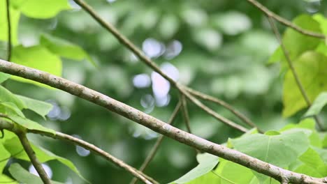 dusky broadbill, corydon sumatranus