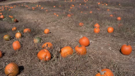 Un-Parche-De-Calabaza-Se-Revela-Con-Una-Panorámica-De-Gran-Angular-Dentro-De-Un-Campo