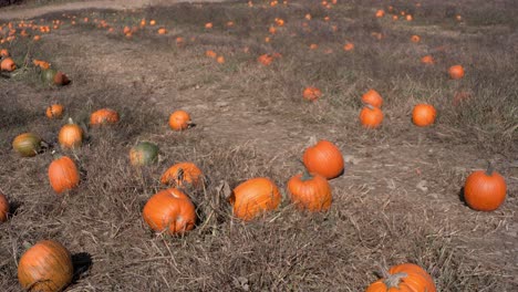 a pumpkin patch is revealed with a wide-angle pan within a field