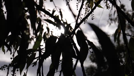 leaves blow in the wind in colombia with sunlight in background