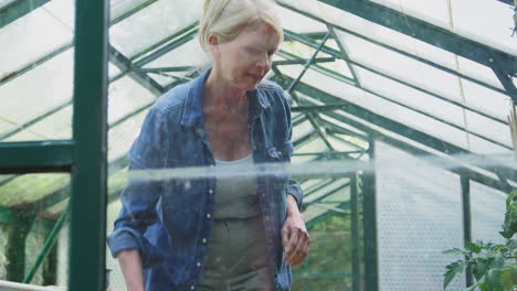 mature woman with watering can gardening in greenhouse at home