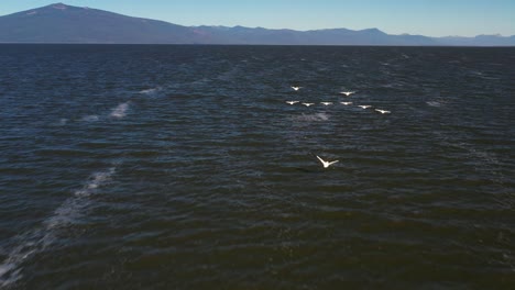 pájaros pelícanos blancos volando sobre un lago en el sur de oregon, estados unidos