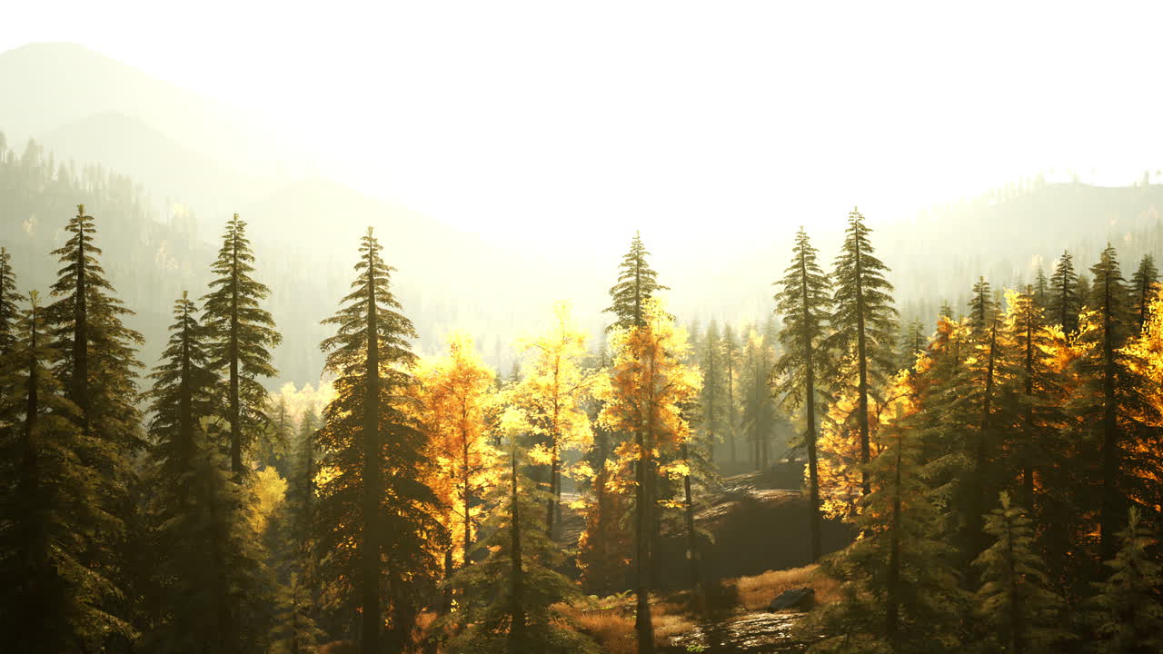 아름다운 해가 지는 높은 나무로 가득 찬 숲