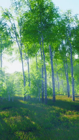 sunbeams shining through a birch forest