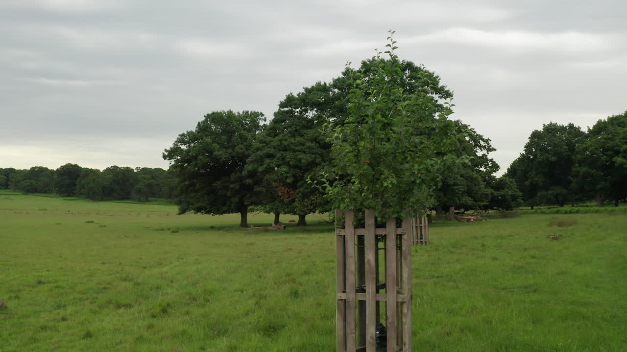 오래된 참나무 공원 내에 심어진 어린 나무의 샷
