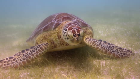 tortuga 34