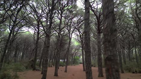 Bosque-De-Pinos-Junto-Al-Mar,-Toscana-Italia.