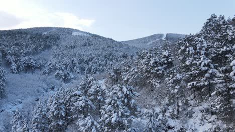 Drone-Aéreo-Del-Bosque-De-árboles-Nevados