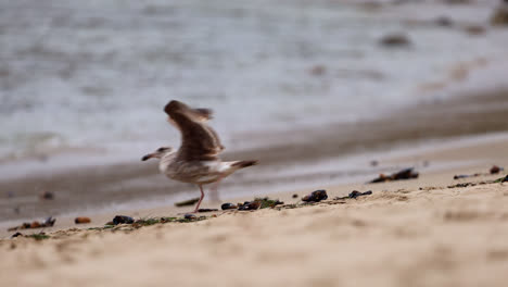 una gaviota juvenil recoge un mejillón para comer y es asustada por otra gaviota en el parque de playa de la reserva natural del estado de point dume