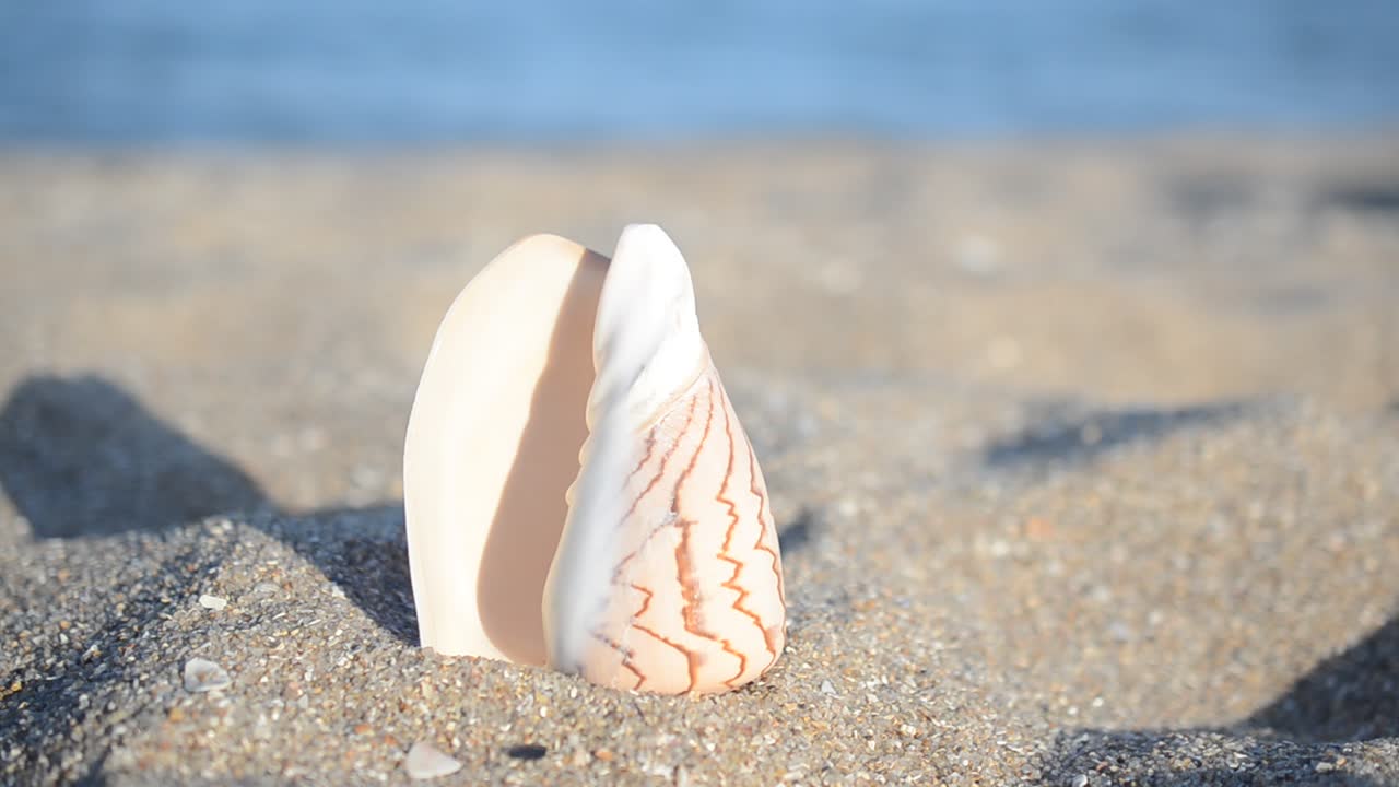 Conchas marinas en la playa. Grabación en la playa