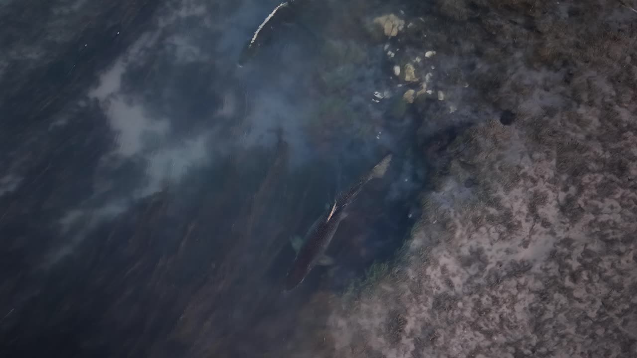Chinook salmon spawning in shallow stream water, seen from above