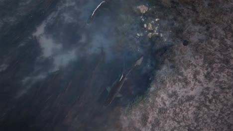 chinook salmon spawning in shallow stream water, seen from above