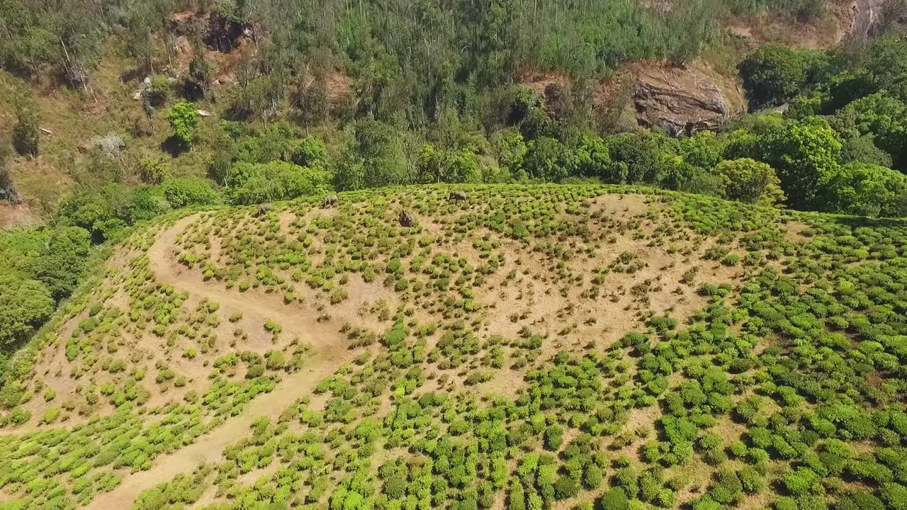 wild asian elephant group on tea plantation,aerial videography,drone shoot