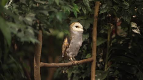 pale-colored barn owl in captivity sitting on a tree branch making rasping and screeching calls