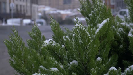 snow-covered evergreen tree in a city setting