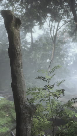 foggy forest with a single tree trunk and green leaves