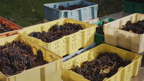 several boxes of red grapes - raw materials for wine production