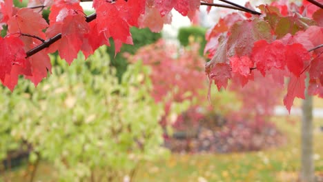 rain drops, red autumn maple tree leaves. water droplet, wet fall leaf in forest