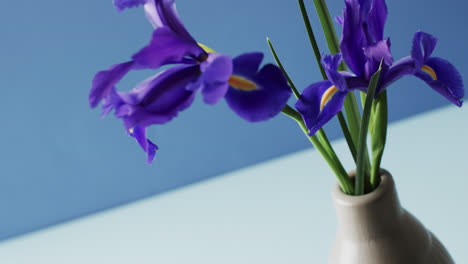 video of purple iris flowers in white vase with copy space on blue background