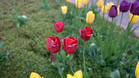 red and yellow tulips tulip time michigan holland dutch culture flower flowers 4k