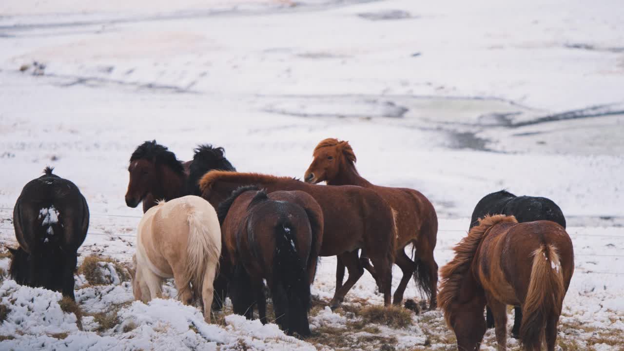 una manada de caballos salvajes que se encuentran juntos en un campo de nieve de invierno, islandia