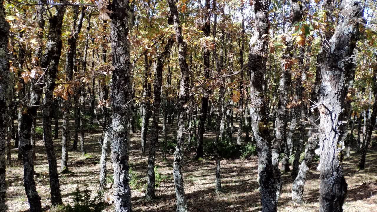 얇은 나무가 많은 산의 숲 지역의 패닝 샷