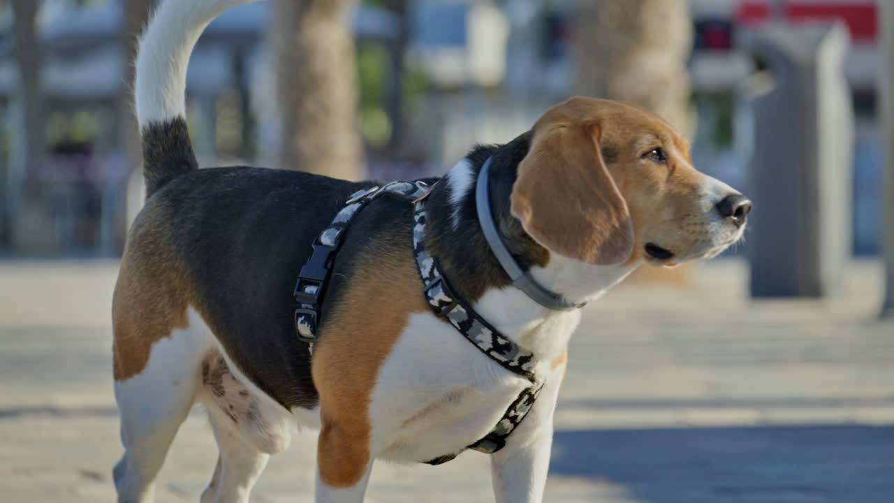 Cute beagle trots along the sunlit beachfront promenade in Alicante, Spain