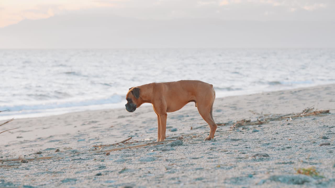 Boxer dog walking and sniffing on the beach